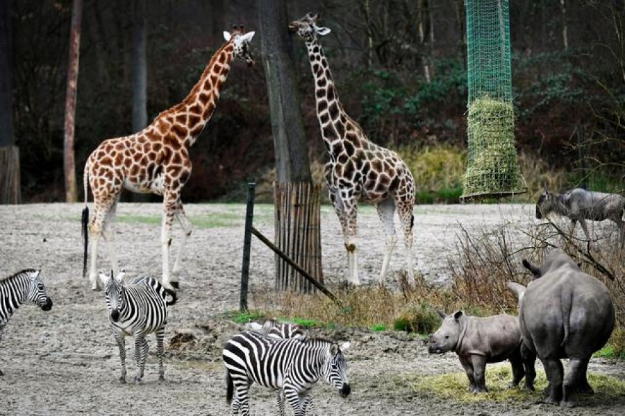 Rhino calf meets zebras, giraffes at Dutch zoo