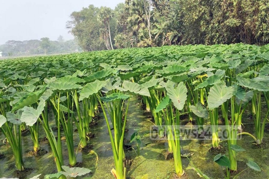 কুমিল্লার বরুড়া উপজেলার আগানগর গ্রামের একটি কচু ক্ষেত