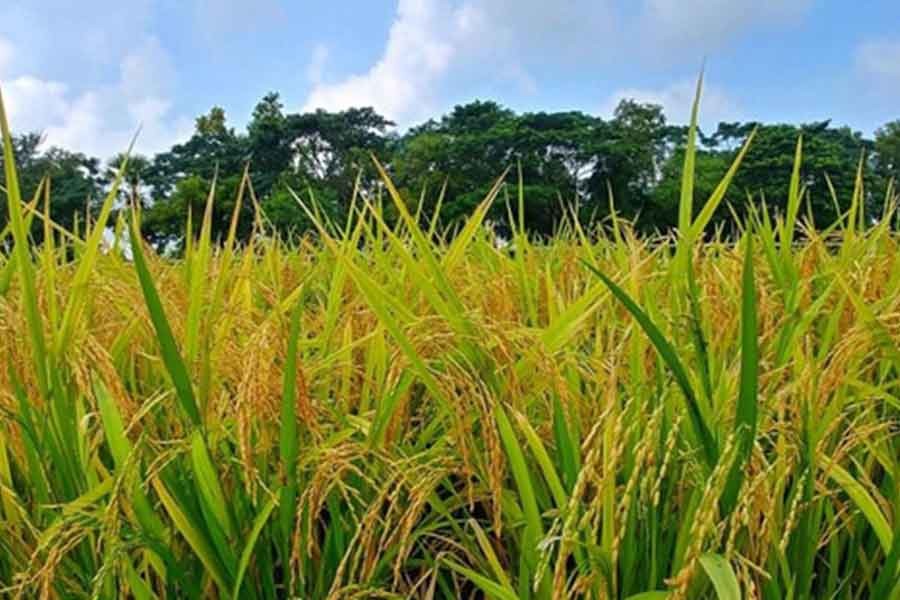 ১৩ বছরে ধানের ৭৩টি জাত উদ্ভাবন করেছেন বাংলাদেশের গবেষকরা