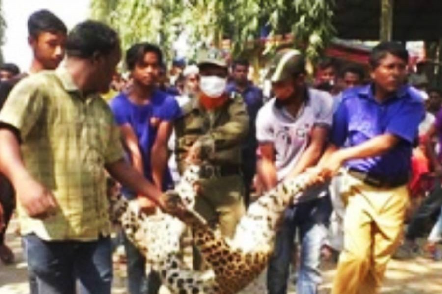 নীলফামারীতে মুরগির খামারে বিদ্যুৎস্পৃষ্টে চিতা বাঘের মৃত্যু 