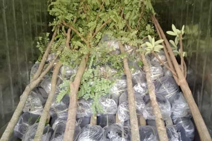 রপ্তানিতে নতুন পণ্য: ফলের চারা যাচ্ছে মধ্যপ্রাচ্য
