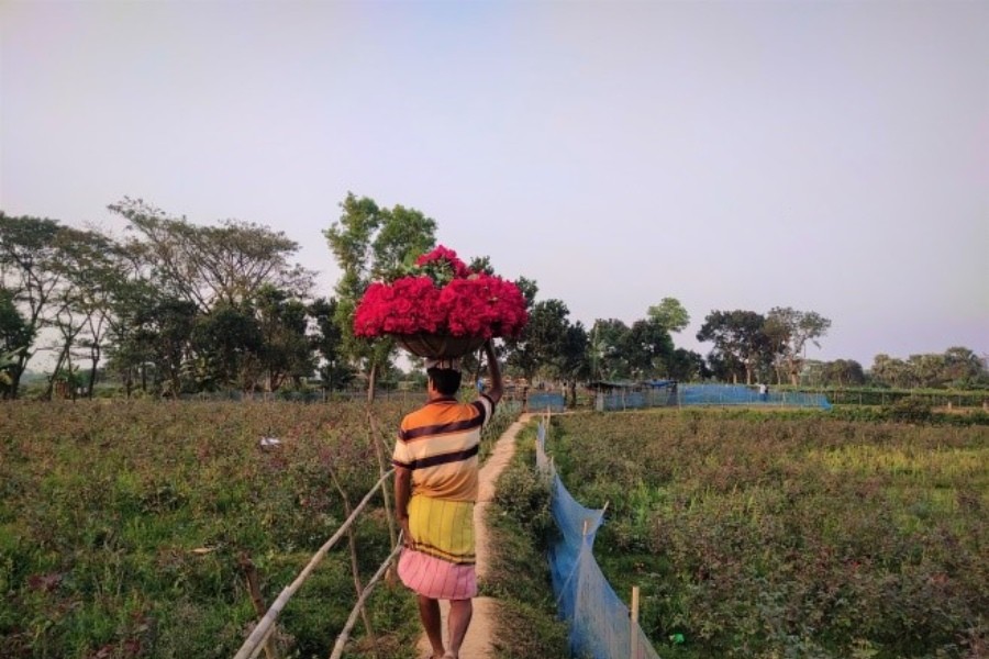 গোলাপগ্রাম, শ্যামপুর, বিরুলিয়া, সাভার।
