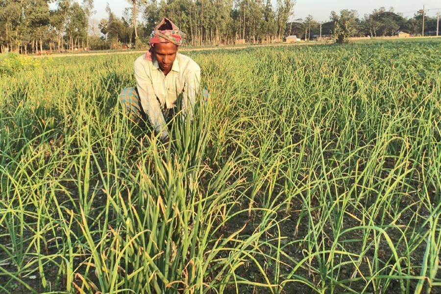 দেশের কৃষি জমি সংরক্ষণে সংসদে বেসরকারি বিল