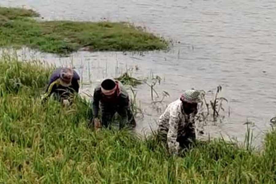 ভারতের বৃষ্টির পানিতে নেত্রকোণায় নষ্ট হল প্রায় এক হাজার মেট্রিক টন ধান