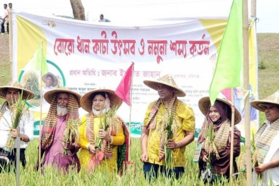 আতঙ্কের মধ্যে হাওরে শুরু হল ধান কাটার উৎসব