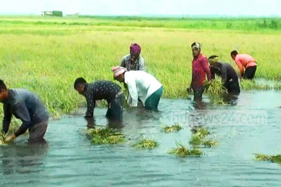 হাওরে ‘বন্যার ঝুঁকি’, পাকা ধান দ্রুত কাটার পরামর্শ