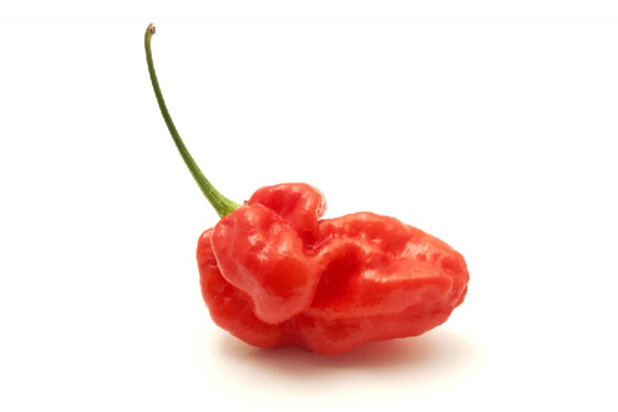 ছবি: thechillyexpert.com