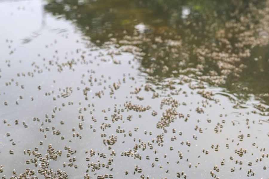 মশা বাহিত রোগ ডেঙ্গুর প্রকোপ এখনও চলছে; এর মধ্যেই ঢাকার আগারগাঁওয়ে জমে থাকা বৃষ্টির পানিতে কিলবিল করতে দেখা গেল মশা। ছবি: বিডিনিউজ টোয়েন্টিফোর ডটকম