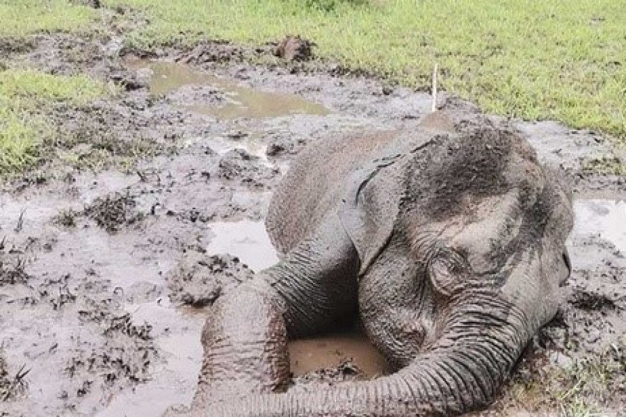 কাদা থেকে টেনে তোলার পরপরই দৌড়ে বনে ঢুকল হাতিটি