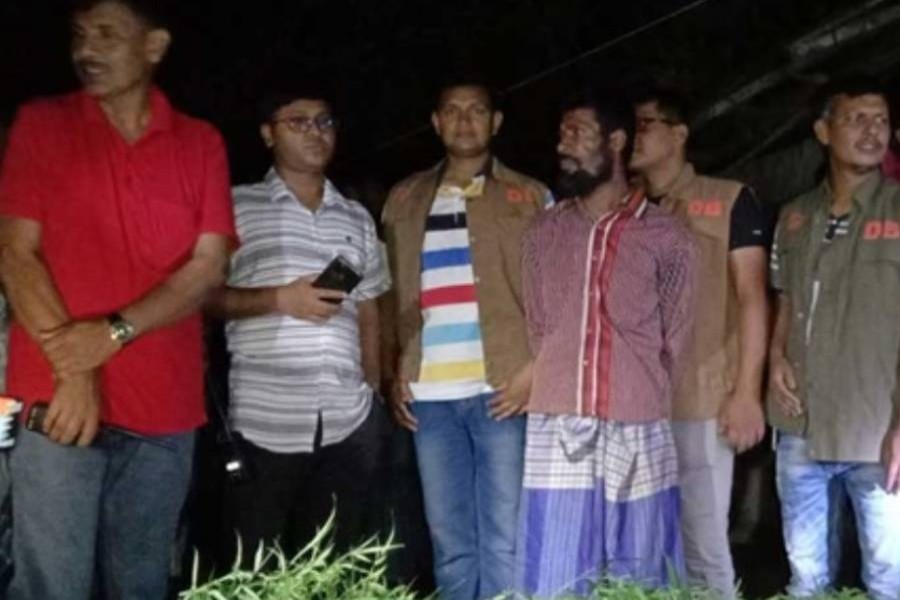 বাগেরহাটে বাগান করে গাঁজার চাষ!