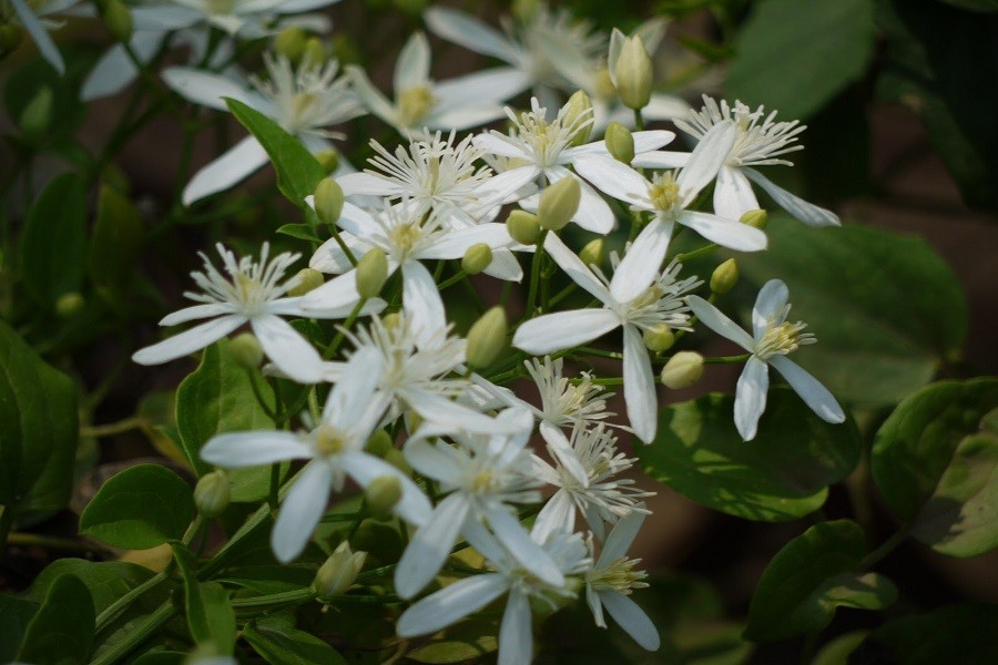 রবীন্দ্রনাথের কাছে নামকরণ যেসব ফুলের