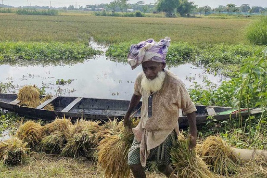 শঙ্কা কাটিয়ে ‘ধান কাটা হলো সারা’
