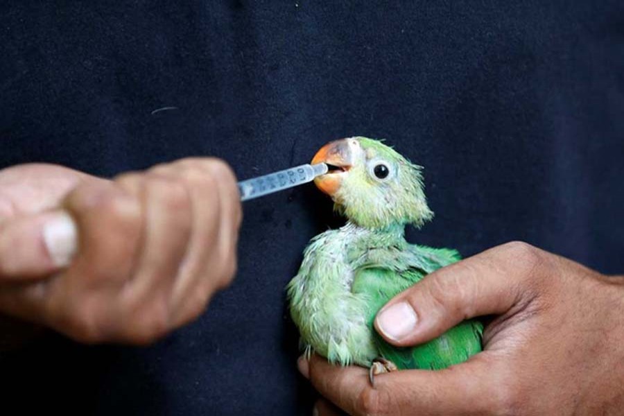 তীব্র দাবদাহে পুড়ছে ভারত, ঝরে পড়ছে উড়ন্ত পাখি