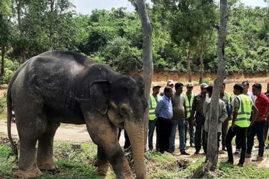 বুধবার রাঙ্গুনিয়ায় অসুস্থ বন্যহাতিটিকে দেখতে যান বন্যপ্রাণী সংরক্ষণ বিভাগ ও বন বিভাগের কর্মকর্তারা