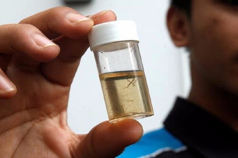 ১৯৮০ সালে পাওয়া আইসল্যান্ডের একমাত্র মশা /  ছবি: বিজনেসইনসাইডার ডট কময়   