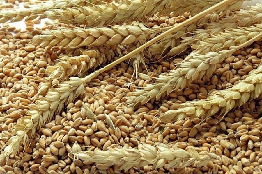 Bangladesh plans wheat import from five alternative sources