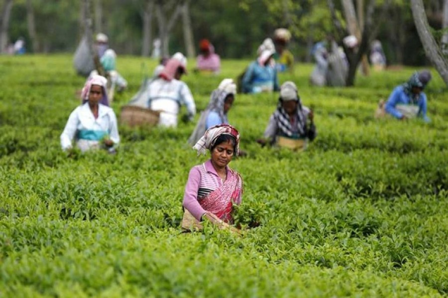 বুনো মাশরুম খেয়ে মারা যাচ্ছে আসামের চা শ্রমিকরা