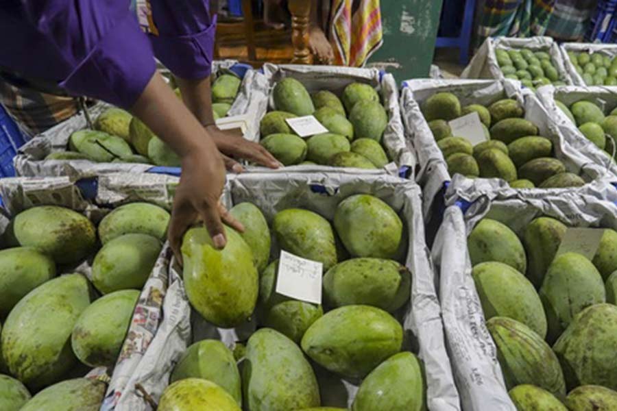 ফজলি আমের জিআই স্বীকৃতিতে রাজশাহীর সঙ্গে যুক্ত হল চাঁপাইনবাবগঞ্জ