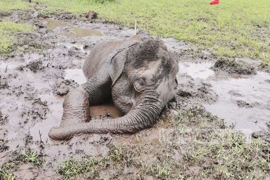 ২৯ এপ্রিল রাতে তৈলাভাঙা বিলে প্রথমবার কাদায় আটকা পরে বন্য হাতিটি। পরে সেটিকে উদ্ধার করে ডুলাহাজারা বঙ্গবন্ধু শেখ মুজিব সাফারি পার্কে নেওয়া হয়েছিল।