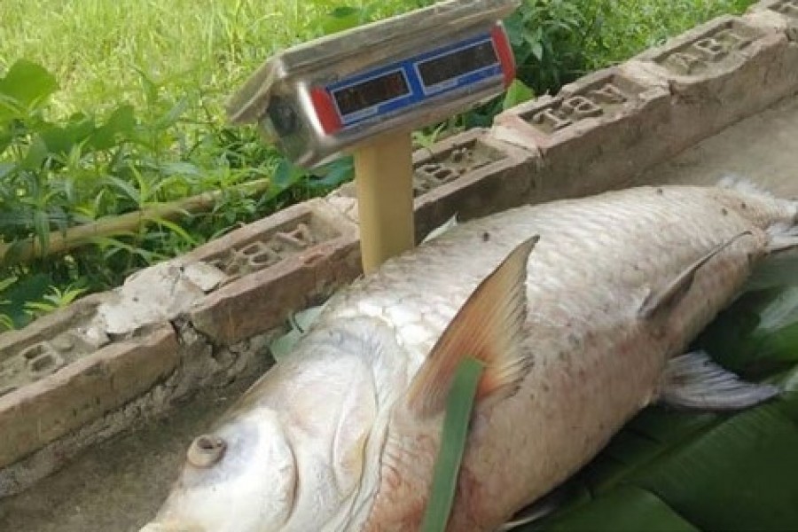 হালদায় ভাসছিল ১২ কেজির মৃত কাতলা