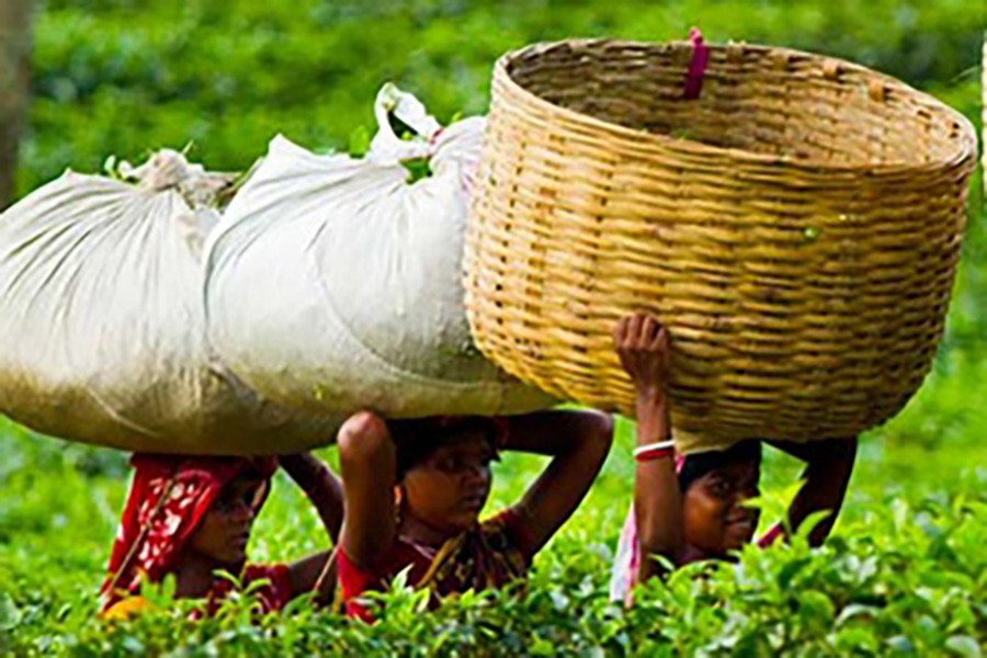 দেশে চা উৎপাদন ৯ কোটি ৬৫ লাখ কেজি