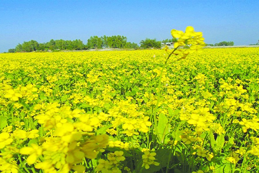 ফাইল ছবি (সংগৃহীত)