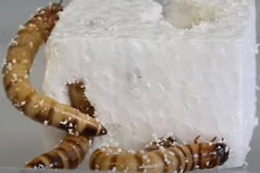 ছবি: ইউটিউব ভিডিও