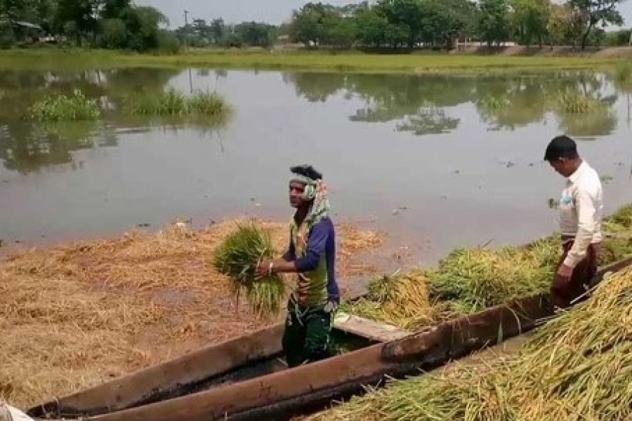 ৫৬ হাজার হেক্টর জমির আউশ ধান বন্যার কবলে: কৃষিমন্ত্রী
