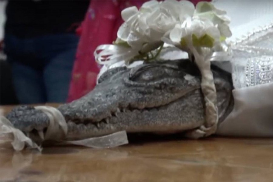 প্রাচীন রেওয়াজ মেনে কুমিরকে বিয়ে করলেন মেক্সিকোর এক মেয়র