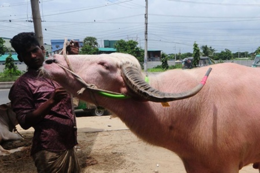গোলাপি ‘রাজা বাবু’ বিক্রি হল সাড়ে ৩ লাখে