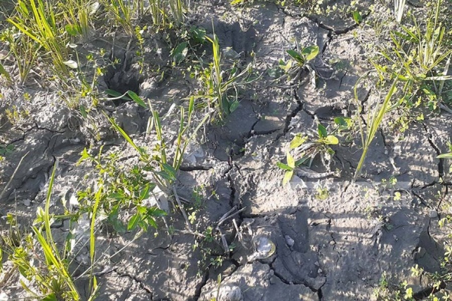 গাইবান্ধা সদর উপজেলার খোলাহাটি ইউনিয়নের বারুইপাড়া গ্রাম থেকে বুধবার দুপুরে তোলা ছবি