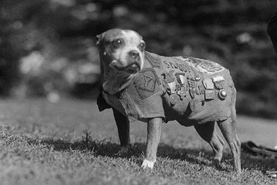 সার্জেন্ট স্টাবি