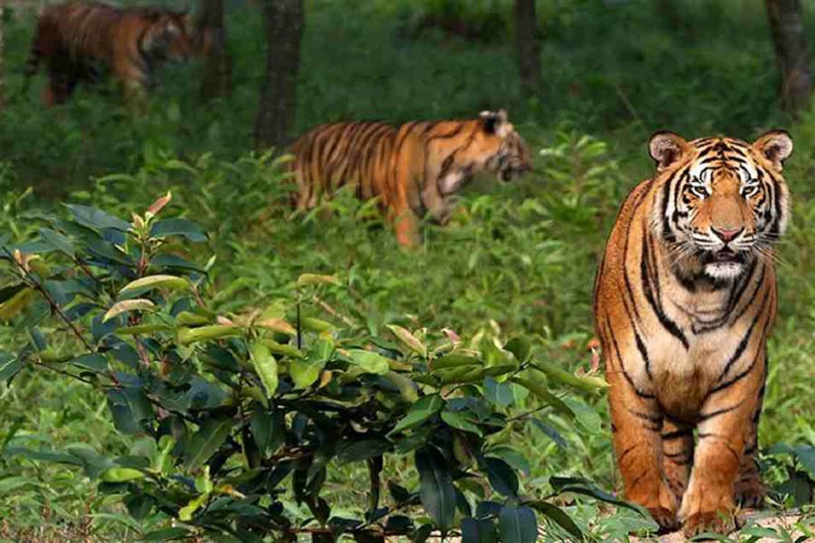 ফাইল ছবি (সংগৃহীত)