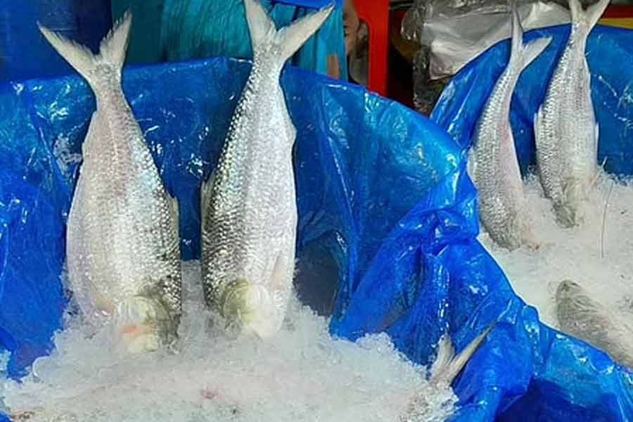 ঝাঁকে ঝাঁকে ইলিশ ধরার খবর মিললেও দাম নাগালের বাইরে