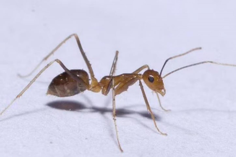 তামিল নাড়ুর ৭ গ্রামে হলুদ পাগলা পিঁপড়া আতঙ্ক