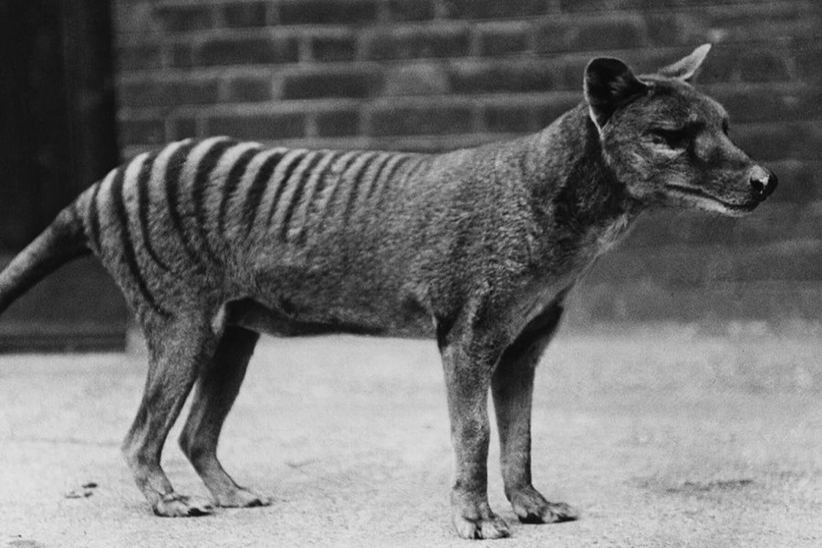 তাসমানিয়ান টাইগার কি আবার ফিরে আসবে?