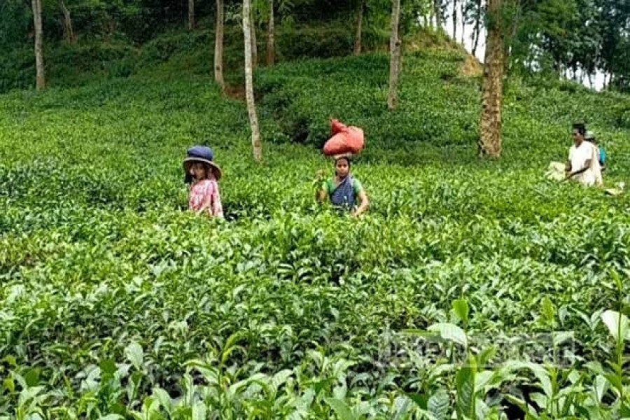 কাজে ফিরেছেন চা শ্রমিকরা, সিলেটের বাগানে বাগানে প্রাণচাঞ্চল্য