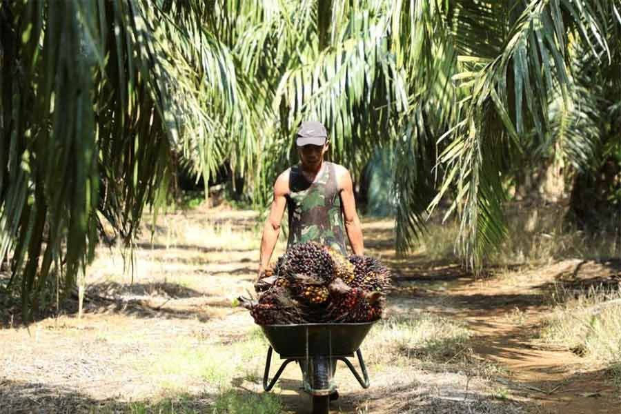 Malaysia may stop palm oil exports to European Union