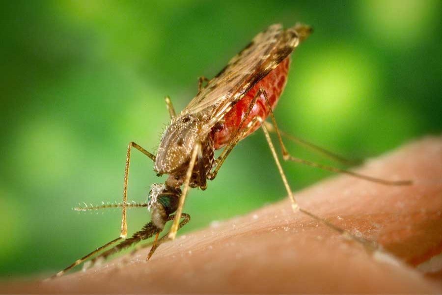 Malaria is caused by a parasite spread by blood-sucking mosquitoes