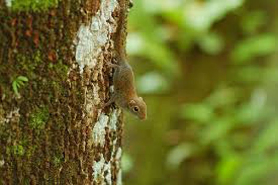 Scientists discovered world's smallest squirrel