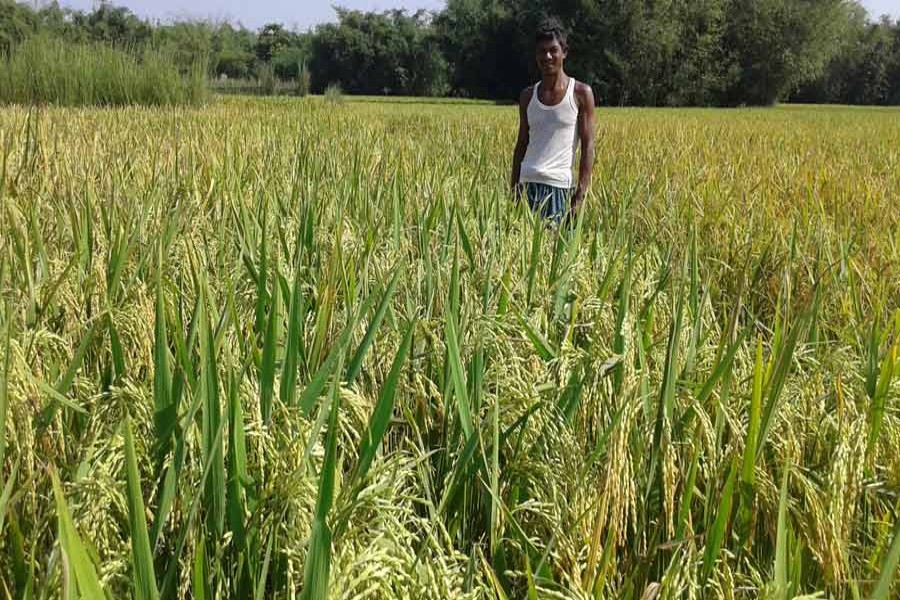 A farmer takes care of his Aman field in Baniapara village of Taraganj upazila in Rangpur. The photo was taken on Monday. 	— FE Photo