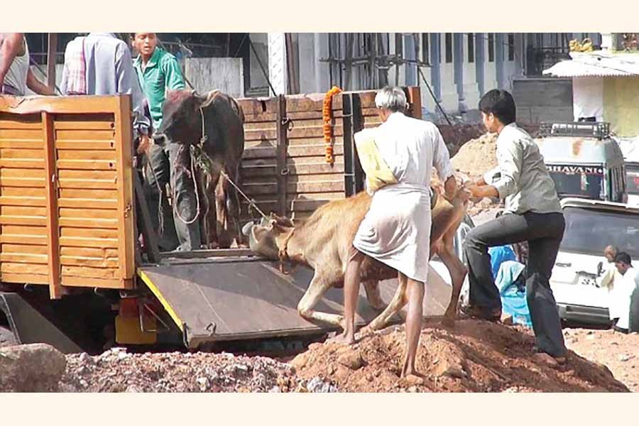 Cattle quarantine infrastructure