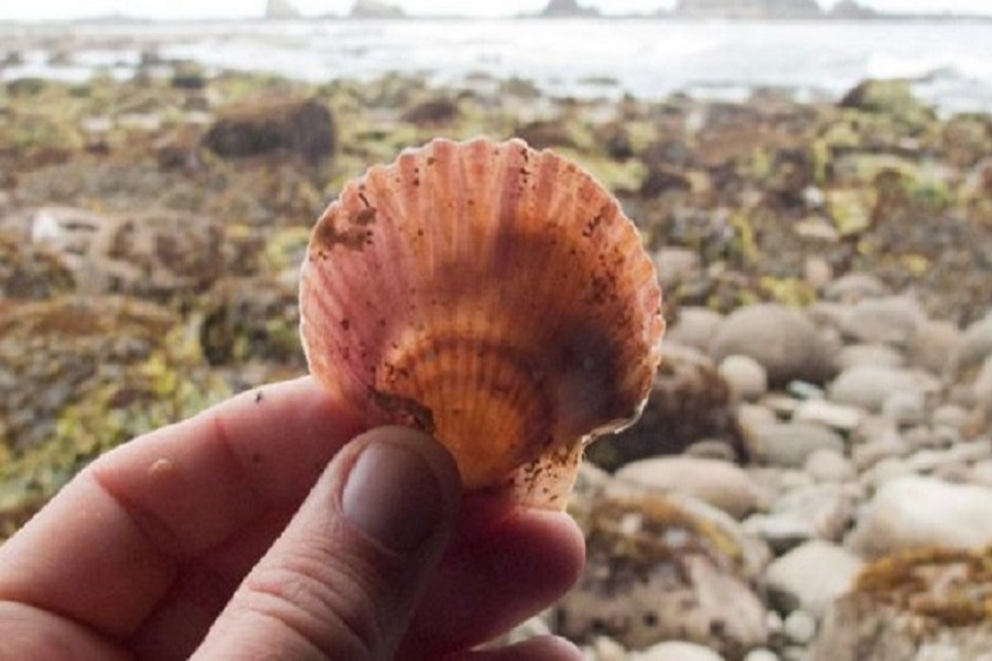 A species from Japan washed ashore in Oregon, six years after the tsunami. Photo: John Chapman