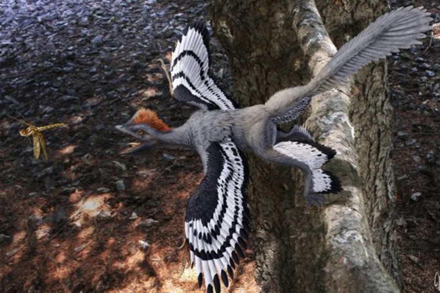 Fossils of feathered dinosaurs help explain how flight evolved . Image credit: BBC