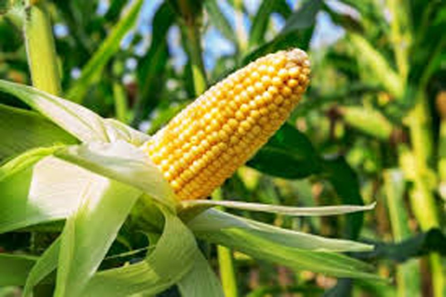 Genetically optimised corn to be more nutritious, may revolutionise agriculture