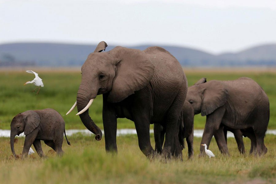 A bird flies over a family of elephants walking in the Amboseli National Park, southeast of Kenya's capital Nairobi, April 25, 2016. (REUTERS photo)