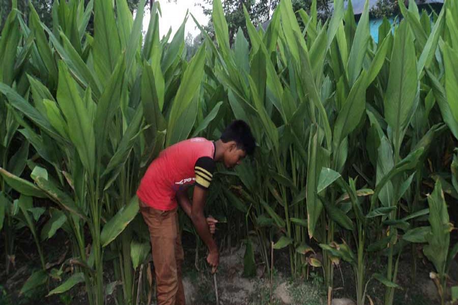 A farmer takes care of the turmeric field at Dupchanchia in Bogra on Tuesday. 	— FE Photo