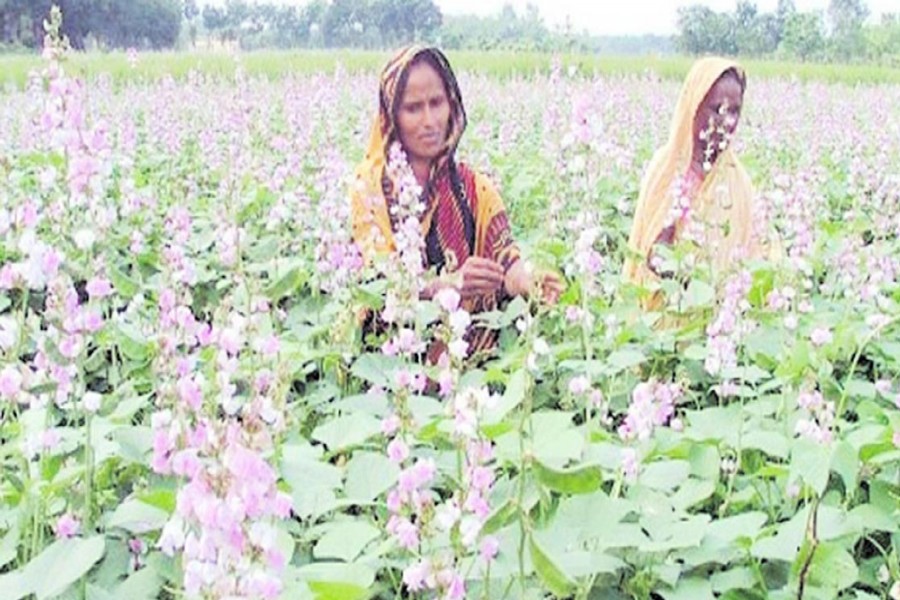 A couple of female farmers collecting early bean from a field in Baronarayanpur village under Shibganj upazila of Bogra on Monday to sell those in the local kitchen market. 	— FE Photo