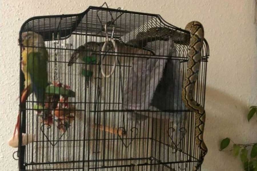 The cockatoo named Nikki was clinging on to one side of the cage. Photo: Melvin Yap