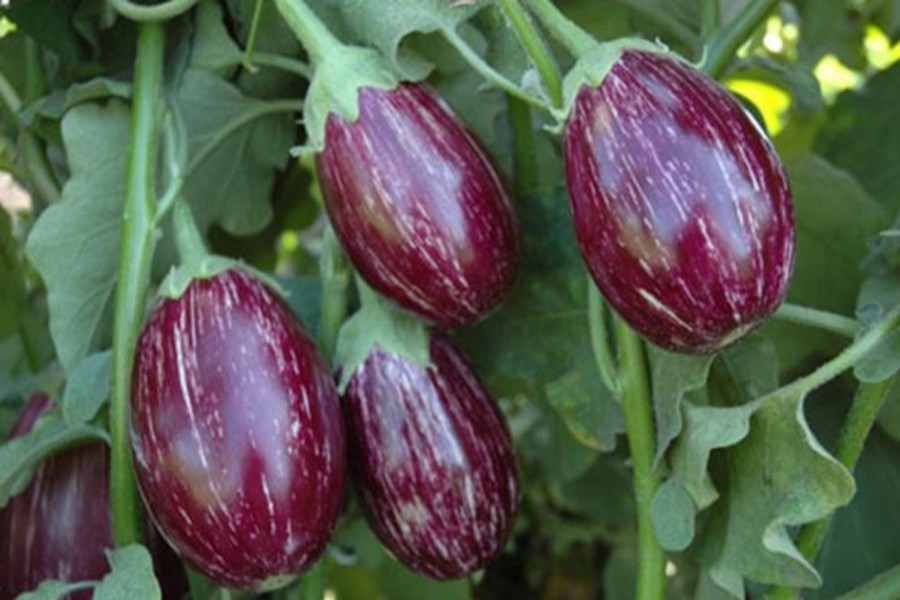 Graduate man overcomes poverty by cultivating  brinjal at Ishwardi